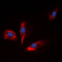IGFBP1 Antibody