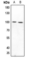 CD210a Antibody