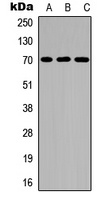 CD122 (Phospho-Y364) Antibody