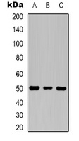 Beta3-tubulin Antibody