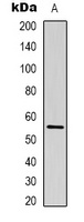 Beta-tubulin Antibody