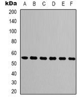Beta-tubulin Antibody