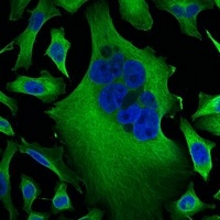 Beta-tubulin Antibody