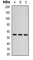 Beta-tubulin Antibody