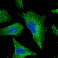 Beta-tubulin Antibody