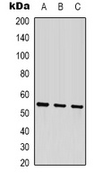 Beta-tubulin Antibody