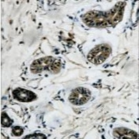 Beta-tubulin Antibody