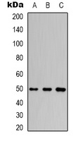 Beta3-tubulin Antibody