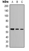Beta-tubulin Antibody