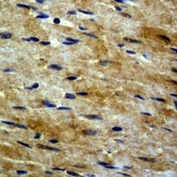 Beta-tubulin Antibody