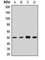 NHERF1 Rabbit Polyclonal Antibody