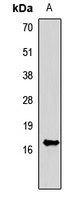 FGF1 Antibody