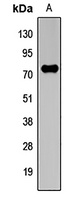 cIAP2 Antibody