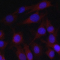 cIAP2 Antibody
