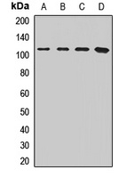 SFPQ Antibody