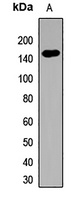 TLR7 Rabbit Polyclonal Antibody