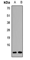 GNG7 Rabbit Polyclonal Antibody