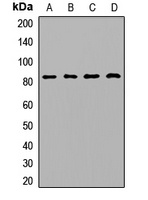 TRF4 Rabbit Polyclonal Antibody