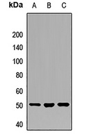 RBM22 Rabbit Polyclonal Antibody