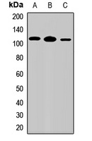 IL-17RD Antibody