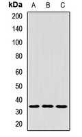 COPE Rabbit Polyclonal Antibody