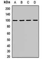 IL-17RA Antibody
