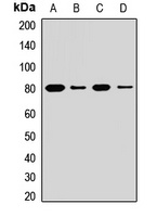 LOXL1 Rabbit Polyclonal Antibody