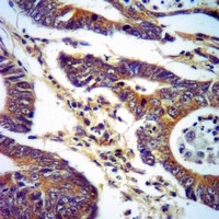 LOXL1 Rabbit Polyclonal Antibody