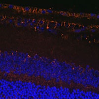 LOXL1 Rabbit Polyclonal Antibody