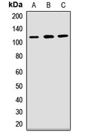 PCDH1 Rabbit Polyclonal Antibody