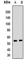 Septin 4 Antibody