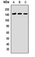SNF2L Rabbit Polyclonal Antibody