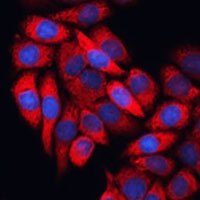 EIF3B Antibody