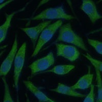 KIF14 Rabbit Polyclonal Antibody