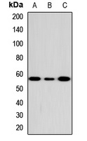 CD307d Rabbit Polyclonal Antibody