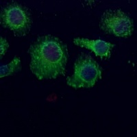 STRAD alpha Rabbit Polyclonal Antibody