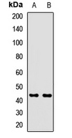 INPP1 Rabbit Polyclonal Antibody
