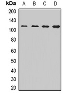 CORIN Antibody