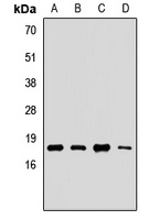 UBE2G2 Antibody