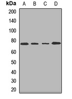 AGPS Rabbit Polyclonal Antibody