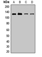 MEGF10 Antibody