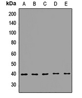 GIPC Antibody