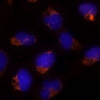 SEC14L2 Antibody