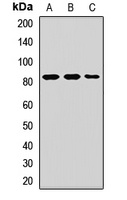MCM7 Rabbit Polyclonal Antibody