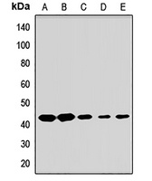APOBEC3D Rabbit Polyclonal Antibody