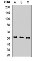 SEC61A1 Rabbit Polyclonal Antibody