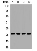 MRPS18B Rabbit Polyclonal Antibody