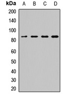 SEC23A Rabbit Polyclonal Antibody