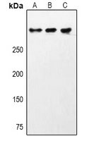 CHD9 Rabbit Polyclonal Antibody
