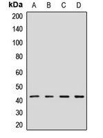 GPN1 Rabbit Polyclonal Antibody